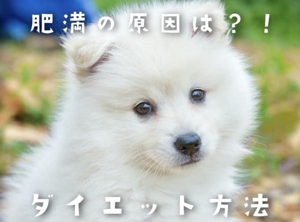 犬の肥満の原因
