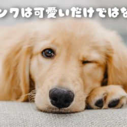 犬が目を合わせない理由は何 浜松市のトリミングサロン Dog Asil ドッグアシル