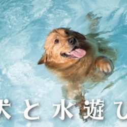 犬との水遊びの効果とは？