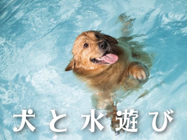 犬と水遊び