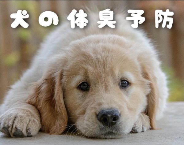 犬の体臭予防