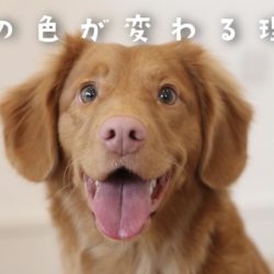 犬はなぜ口をくちゃくちゃさせるの トリミングサロン ドッグアシル 浜松市東区のトリミング ペットホテル