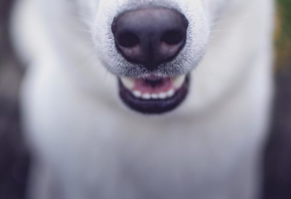 犬の鼻の色が変わる理由