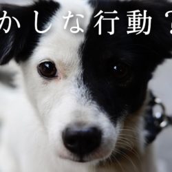 犬が掘る仕草をするのはなぜ トリミングサロン ドッグアシル 浜松市東区のトリミング ペットホテル