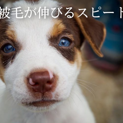 犬の毛が伸びるスピードはどのくらい 浜松市のトリミングサロン Dog Asil ドッグアシル