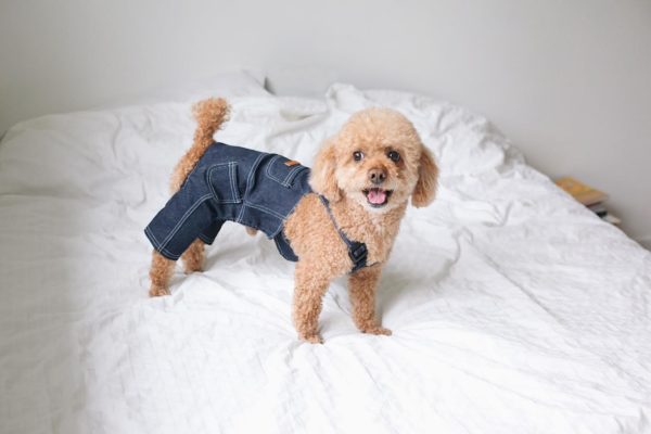 犬が服を嫌がる理由はなに どうして固まるの トリミングサロン ドッグアシル 浜松市東区のトリミング ペットホテル