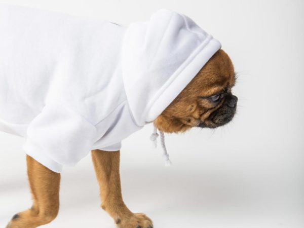 犬が服を嫌がる理由はなに どうして固まるの トリミングサロン ドッグアシル 浜松市東区のトリミング ペットホテル