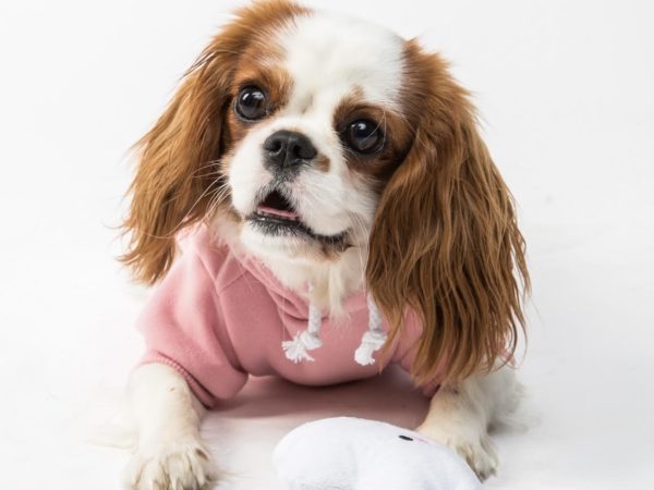 犬が服を嫌がる理由はなに どうして固まるの 浜松市のトリミングサロン Dog Asil ドッグアシル 犬が服を嫌がる理由はなに どうして固まるの 浜松市のトリミングサロン Dog Asil ドッグアシル