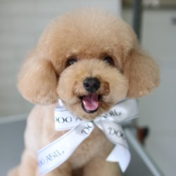 トイプードルのピーナッツカットをマッシュルームにしていく！