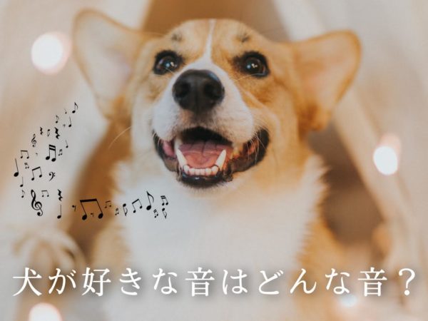 犬が好きな音はどんな音?
