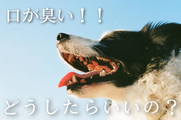 愛犬のお口は臭くない 口臭大丈夫 トリミングサロン ドッグアシル 浜松市東区のトリミング ペットホテル