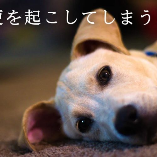 犬が血便をしている 考えられる病気は 浜松市のトリミングサロン Dog Asil ドッグアシル