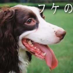 犬の鼻が乾燥するのはどうして 病気なの 浜松市のトリミングサロン Dog Asil ドッグアシル