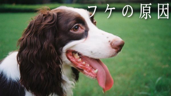 犬のフケの原因