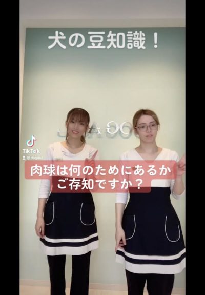 ドッグアシルティックトック