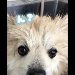 【別犬に変身？！】犬種変わった？しかも美脚？！www