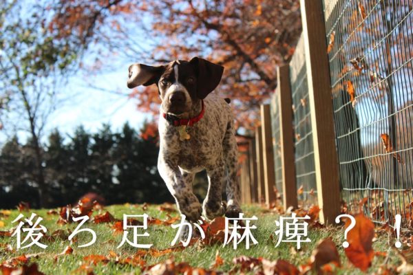 犬の足が麻痺