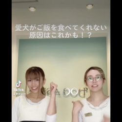 犬がご飯を食べない原因はこれかも?!