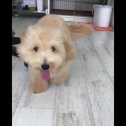 リーゼントになっちゃったwww