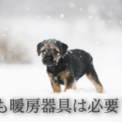 寒い冬は犬にも暖房器具は必要？！