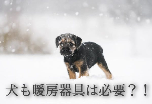 犬も暖房器具が必要?