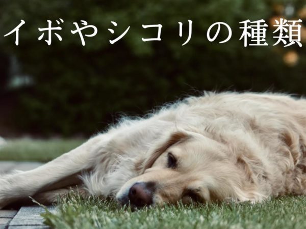 イボの種類ってどのくらいあるの 浜松市のトリミングサロン Dog Asil ドッグアシル