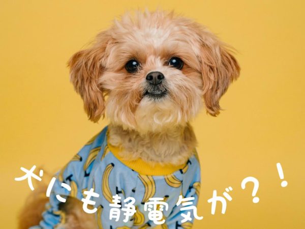 犬の静電気