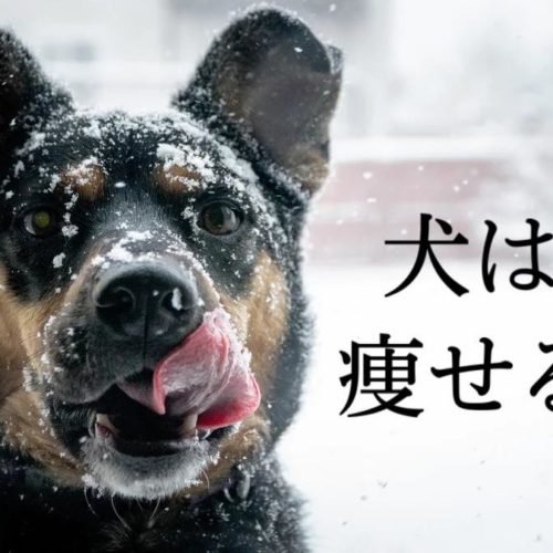 犬は冬に痩せてしまう 浜松市のトリミングサロン Dog Asil ドッグアシル