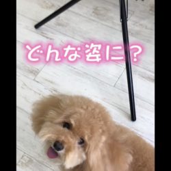 尻尾のふりふりが止まらない？！ww