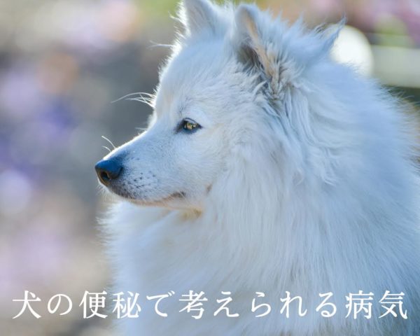 犬の便秘の原因は病気の可能性も トリミングサロン ドッグアシル 浜松市東区のトリミング ペットホテル