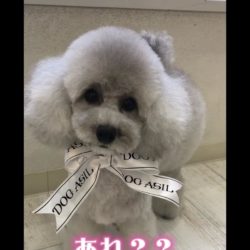 どのカットスタイルも可愛すぎ！変化に気づけるかな？