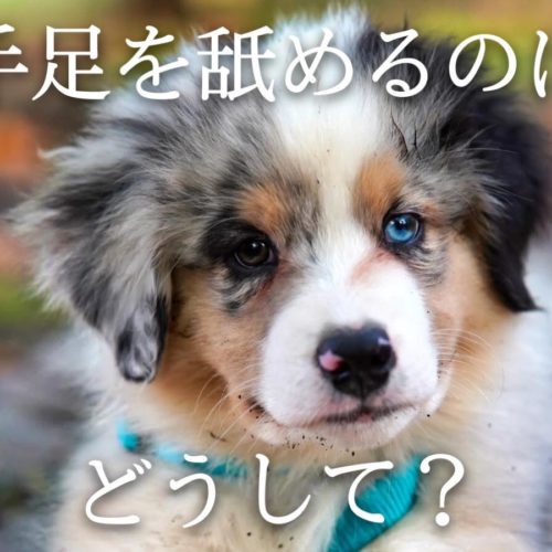 愛犬が自分の体を傷つける どうして トリミングサロン ドッグアシル 浜松市東区のトリミング ペットホテル