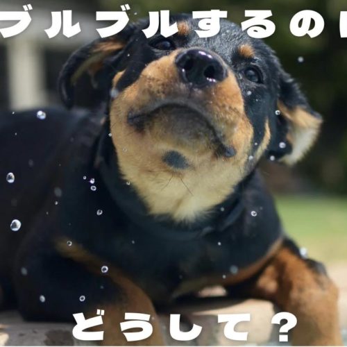 犬が体をブルブルする理由 浜松市のトリミングサロン Dog Asil ドッグアシル