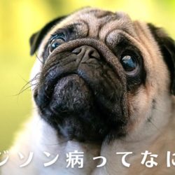 愛犬がいる部屋で殺虫剤を使用しても大丈夫 トリミングサロン ドッグアシル 浜松市東区のトリミング ペットホテル