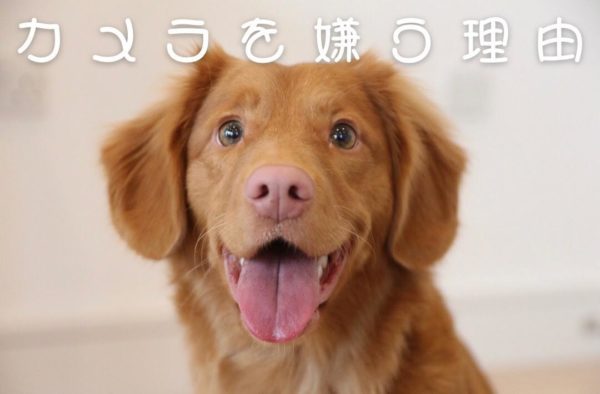 犬がカメラを嫌う理由
