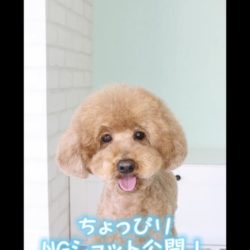 ジャングルトイプードルをトリミングしてみたらｗ