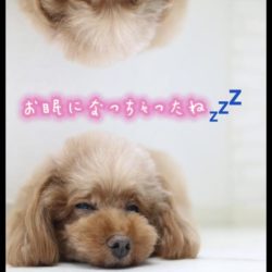 カットスタイルでこんなにも変われる✨