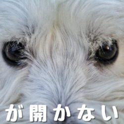 犬がおもちゃを渡してくれない トリミングサロン ドッグアシル 浜松市東区のトリミング ペットホテル