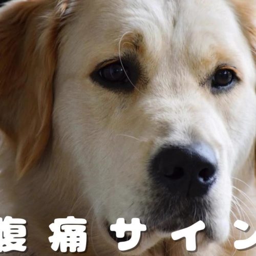 犬もお腹が痛いときがある 浜松市のトリミングサロン Dog Asil ドッグアシル