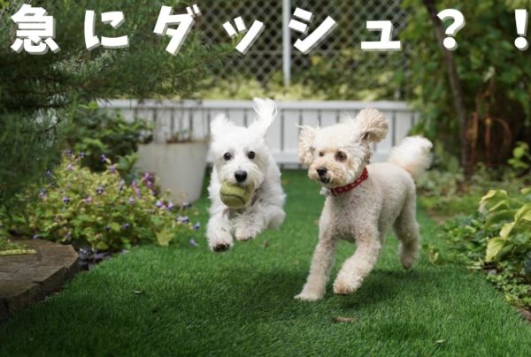 犬が急にダッシュ