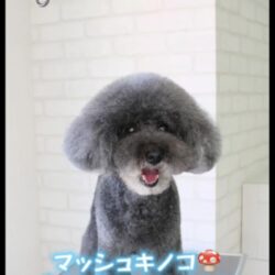マッシュキノコからここを変えるだけで変身！