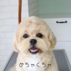 ペキプーちゃんのトリミング前と後のお顔の表情に注目！！