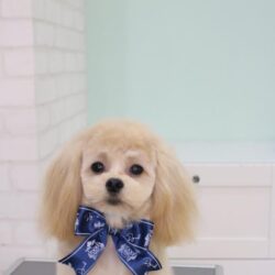 小顔キュートボーイ誕生させちゃった♪