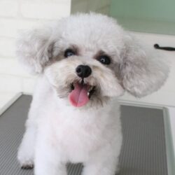 トイプードルのいつまでもパピーちゃんヘア