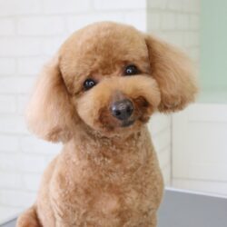 トイプードルの甘えん坊テディベア