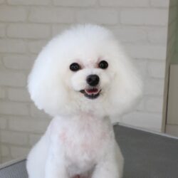 トイプードルのにっこりマッシュルームヘア