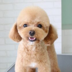 チワプーのハニカミ王子様ヘア