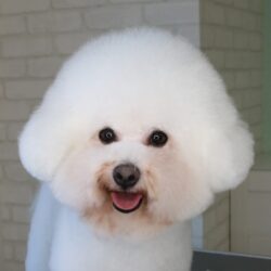 ビションフリーゼのかわいすぎる韓国ビションカット