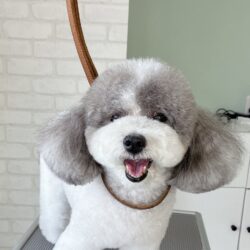 トイプードルのふっくらマズルスタイル