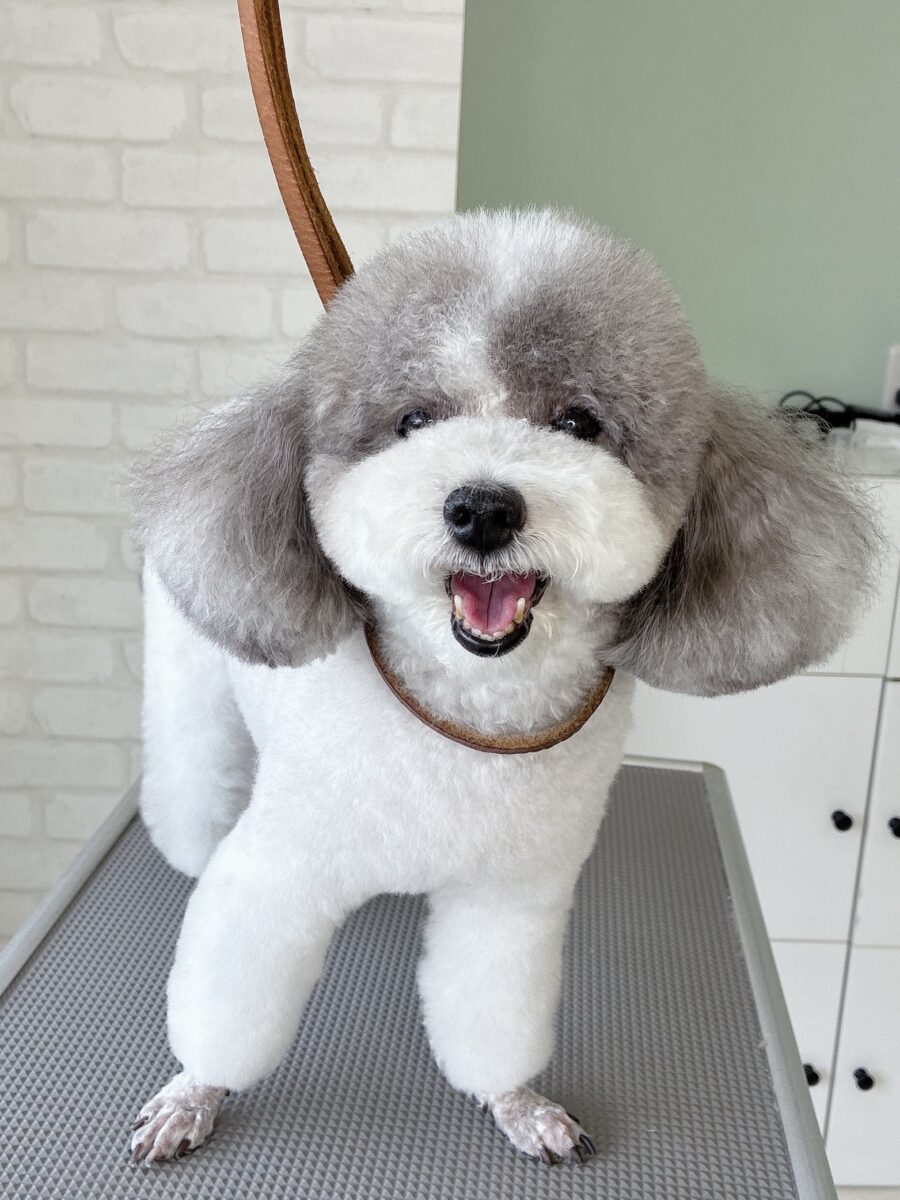 トイプードルのカノンさんのカットスタイル